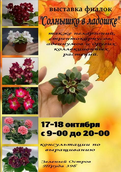 Выставка фиалок и других редких коллекционных растений