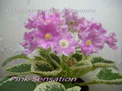 Pink Sensation (Sorano)