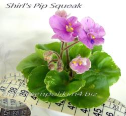 Shirl’s Pip Squeak   (S. Sanders)