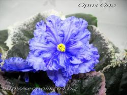 Opus One (J. Brownlie)
