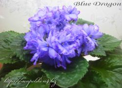 Blue Dragon  (LLG/P. Sorano)