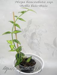Hoya bella cv. Luis Bois/Lois Bois.
